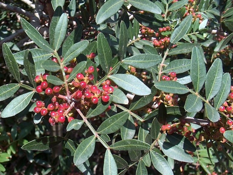 pistacia lentiscus