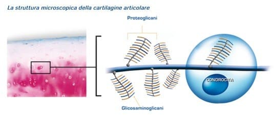 Struttura microcosmica della cartilagine