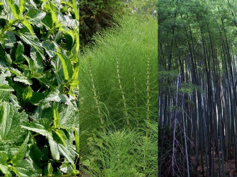 Silicio organico: ortica, equiseto, bambù