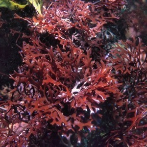 Alga Chondrus crispus