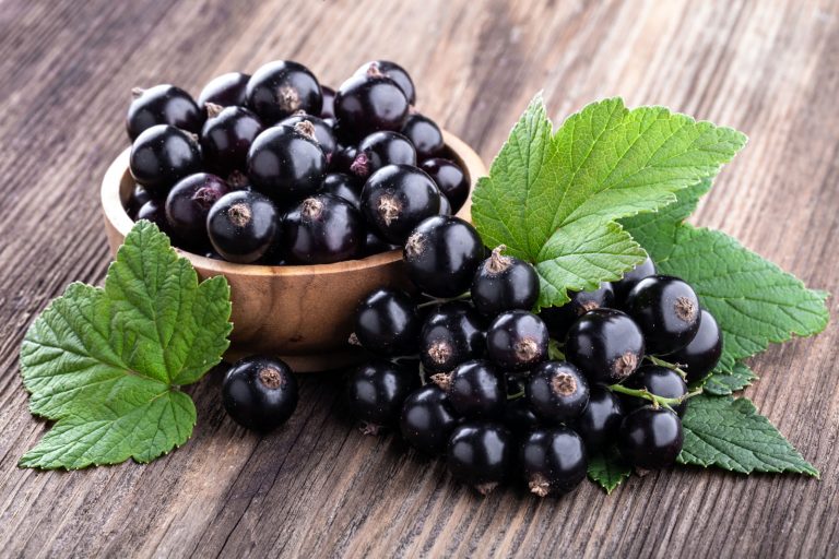 Il ribes nero dalle mille virt