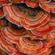 Micoterapia: i funghi curativi